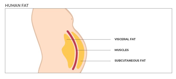 Human fat illustration