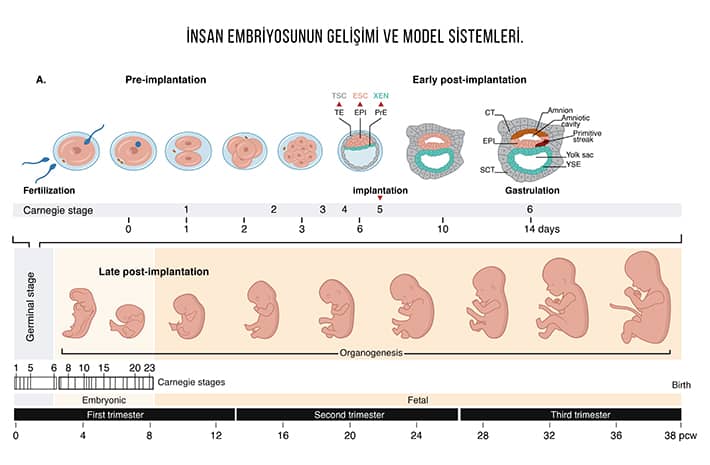 insan embriyosunun gelişimi