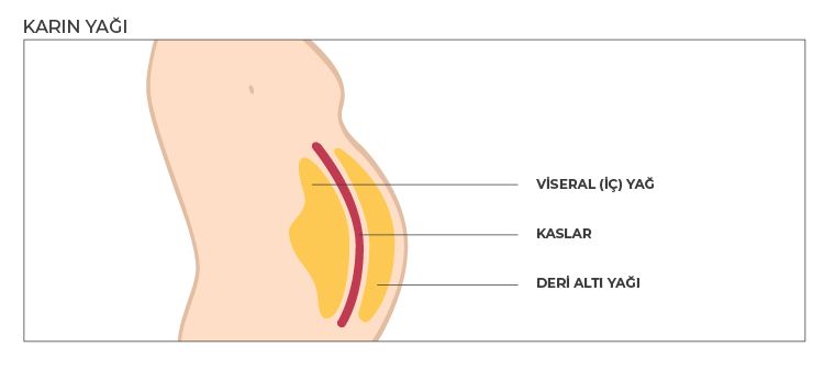 Karın yağı illustrasyon