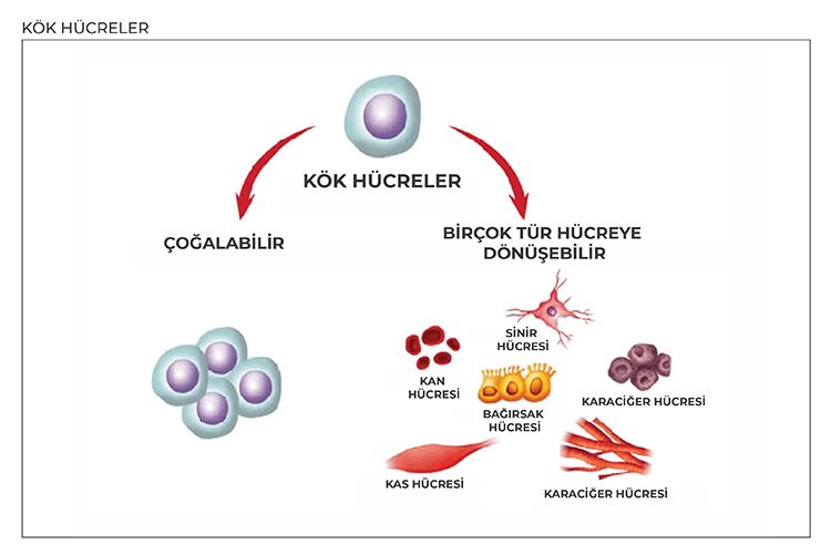 Kök hücrelerin çoğalması veya diğer hücrelere dönüşümü