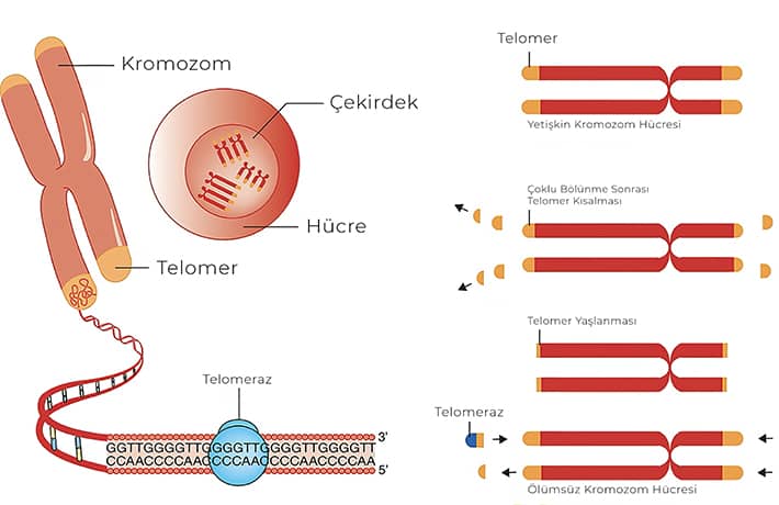 telomer kısalması